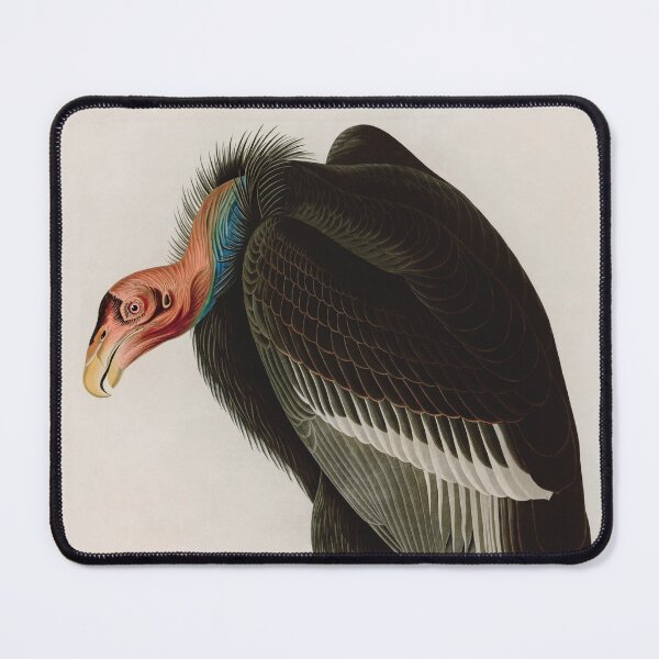 Item preview, Birds of America Audubon Californian Vulture Illustration Bird Lovers Gift designed and sold by VintageArchive.