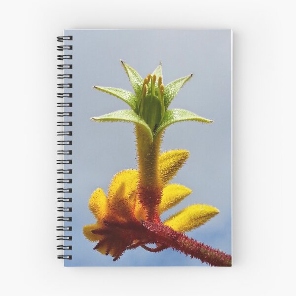 Item preview, Kangaroo Paw designed and sold by Orchids4U.
