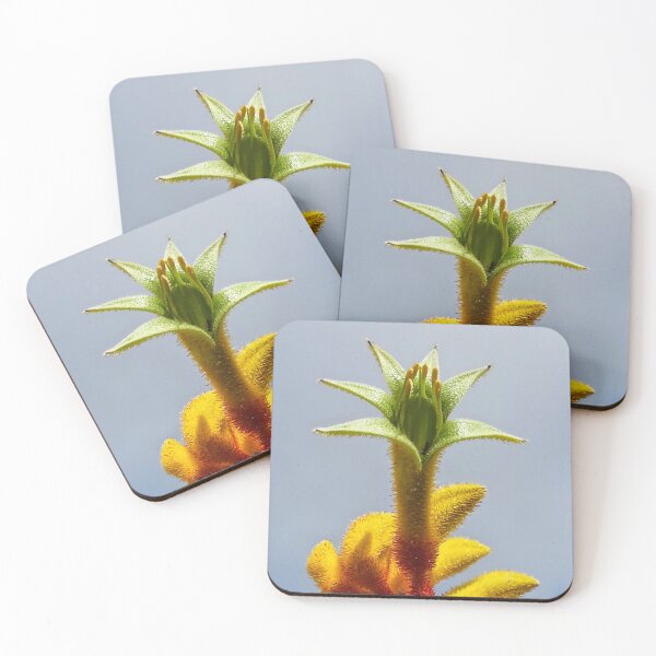 Item preview, Kangaroo Paw designed and sold by Orchids4U.
