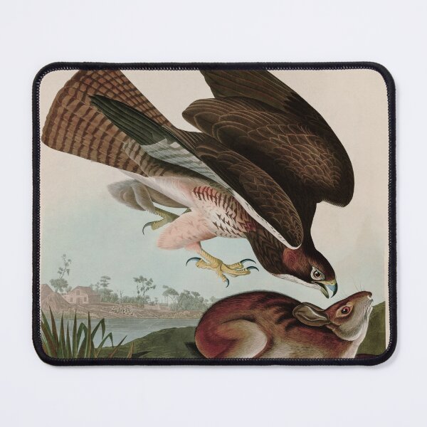 Item preview, Birds of America Audubon Common Buzzard Illustration Bird Lovers Gift designed and sold by VintageArchive.