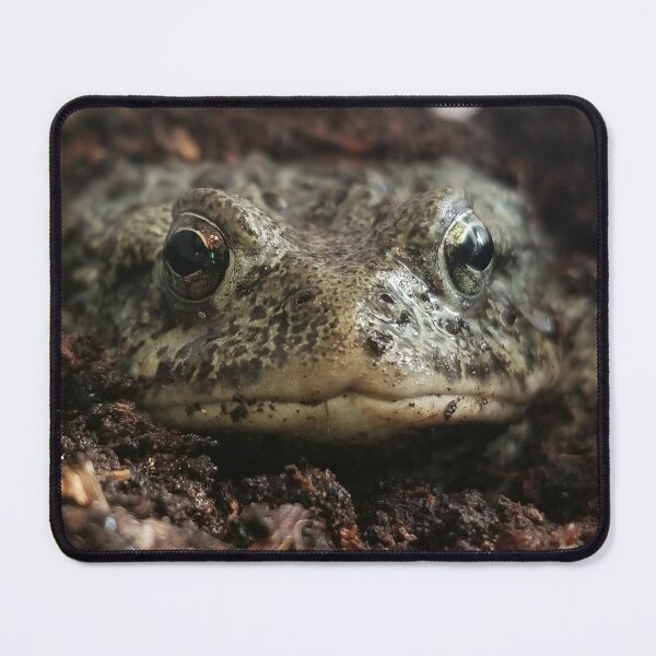 Item preview, Western toad designed and sold by Tomfrost242.