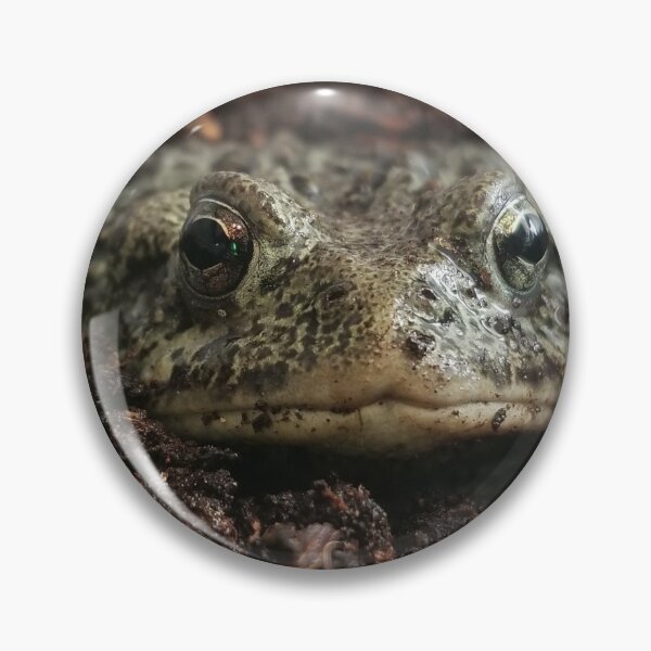 Item preview, Small western toad designed and sold by Tomfrost242.