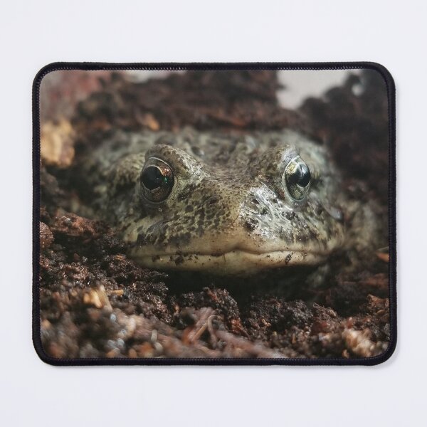 Item preview, Small western toad designed and sold by Tomfrost242.