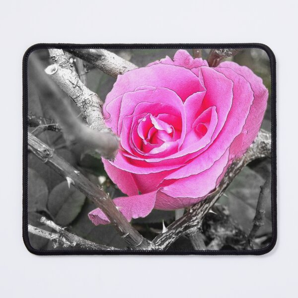 Item preview, Pink Rose Among the Thorns designed and sold by Robin King.