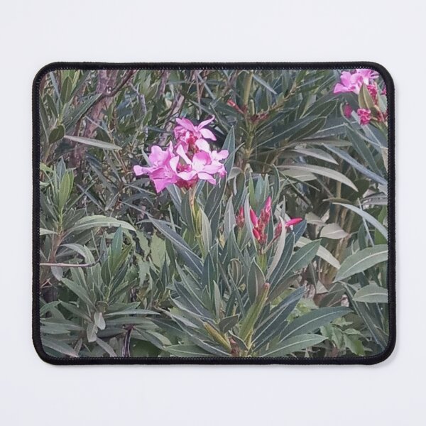 Item preview, Fuchsia roses designed and sold by Maitedo.