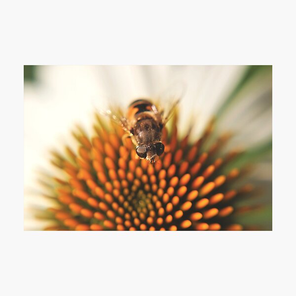 Hoverfly (Syrphidae) Photographic Print