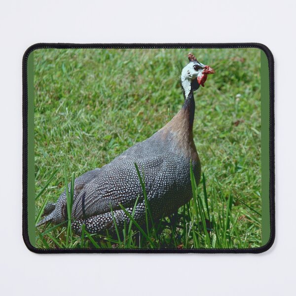 Item preview, Guinea hen designed and sold by chstudios.