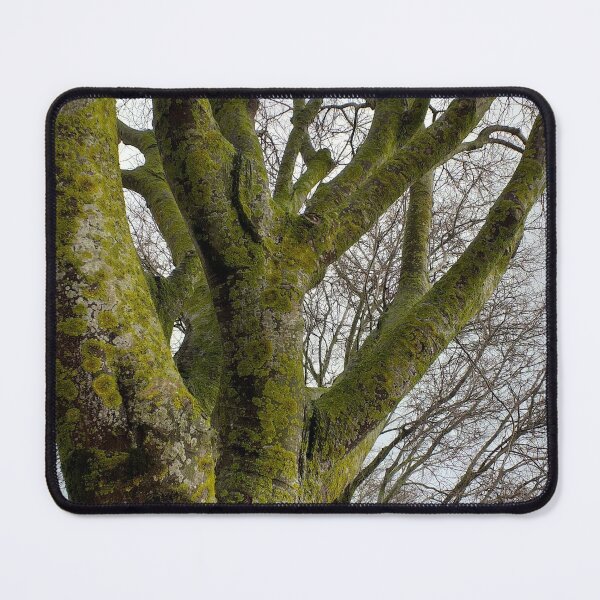 Item preview, Mossy Bare Tree Winter Cloudy Sky designed and sold by Anna Lemos.