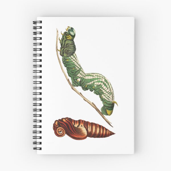 Item preview, Sphinx Moth and Pupa designed and sold by WeFLVintage.