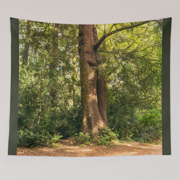 Item preview, Tall Cedar Tree in Fort Stevens State Park, Oregon  designed and sold by Karen Granoski.