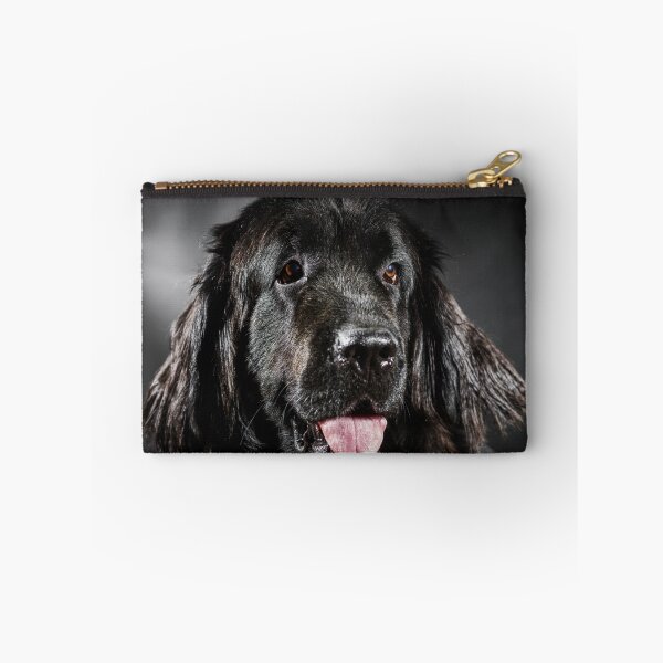 Item preview, Portrait of big black water-dog, studio shooting, isolated on dark background designed and sold by Alexander Sorokopud.