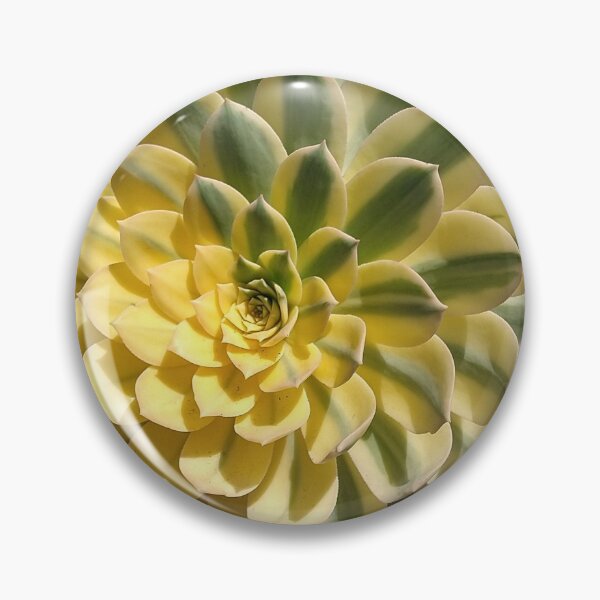 Item preview, Echeveria designed and sold by zmanchronicles.