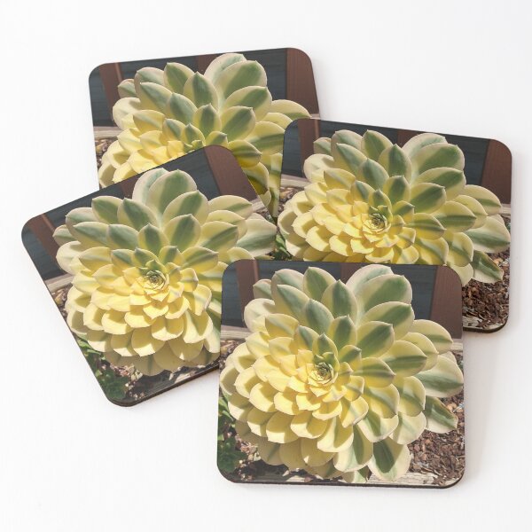 Item preview, Echeveria designed and sold by zmanchronicles.
