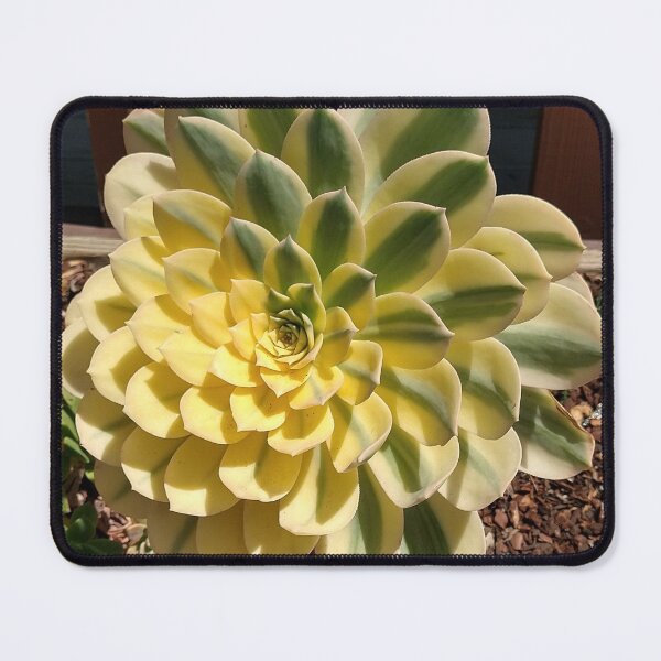 Item preview, Echeveria designed and sold by zmanchronicles.