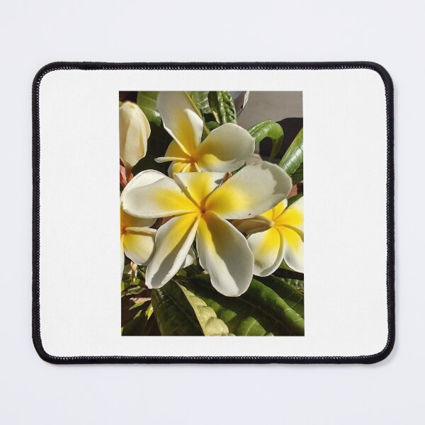 Item preview, Plumeria alba designed and sold by zmanchronicles.
