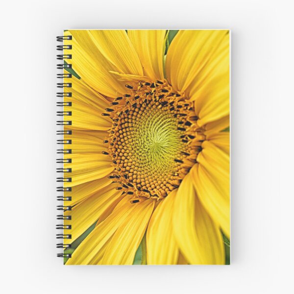 Item preview,  Beautiful Close up of a Sunflower, Sunflower Print, Sunflower Gifts, Home Décor, Sunflower Art, Unique Gifts. Gifts for her,  designed and sold by Lisa Herigon.