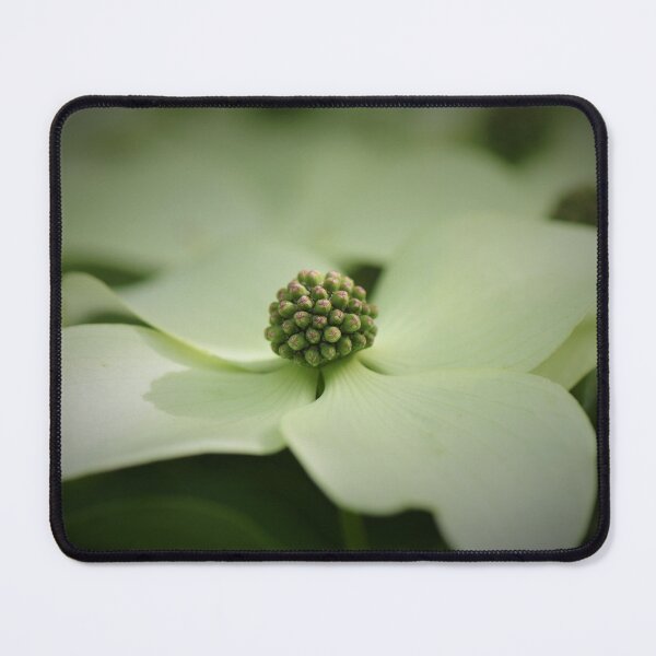 Item preview, Cornus Kousa Dogwood designed and sold by Poete100.