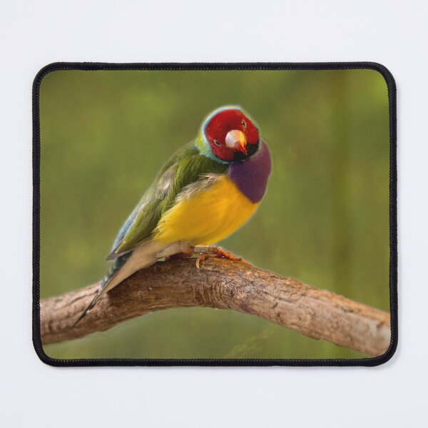 Item preview, Gouldian Finch designed and sold by Kathy Weaver.