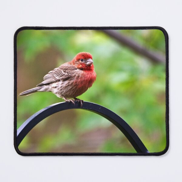 Item preview, House Finch designed and sold by Kathy Weaver.