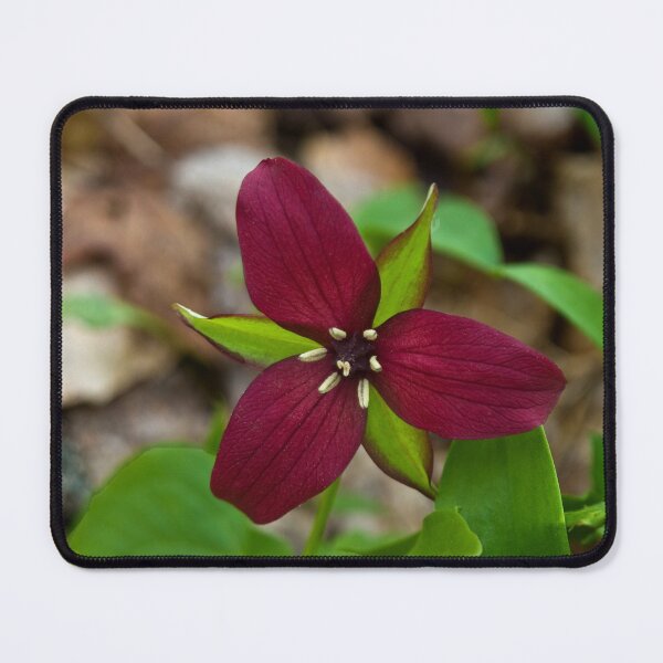 Item preview, Trillium designed and sold by Kathy Weaver.