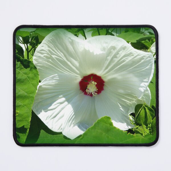 Item preview, White 'Dinner Plate' hibiscus designed and sold by LeRoyM.