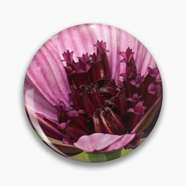 Item preview, Osteospermum Berry white by My-Joy designed and sold by Lorraine Lashley  - My Joy..