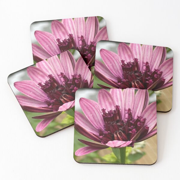 Item preview, Osteospermum Berry white by My-Joy designed and sold by Lorraine Lashley  - My Joy..