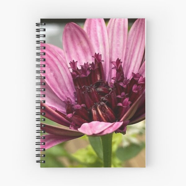 Item preview, Osteospermum Berry white by My-Joy designed and sold by Lorraine Lashley  - My Joy..