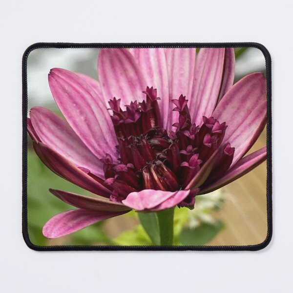Item preview, Osteospermum Berry white by My-Joy designed and sold by Lorraine Lashley - My Joy..
