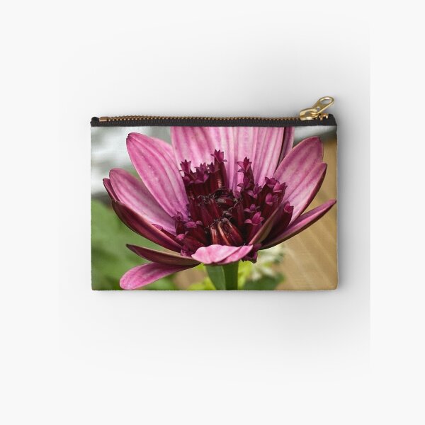 Item preview, Osteospermum Berry white by My-Joy designed and sold by Lorraine Lashley  - My Joy..