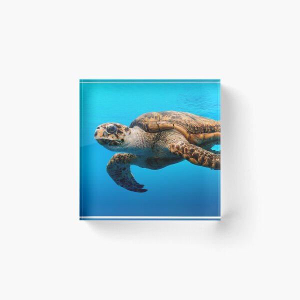 Item preview, Photograph of Sea Turtle in Crystal Blue Water designed and sold by ChelleCreate.