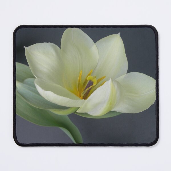 Item preview, Elegant White Tulip designed and sold by Kathleen Brant.