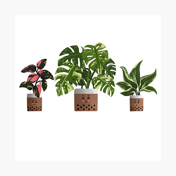 Item preview, Boba Trio of Plants | Philodendron Pink Princess | Monstera Thai Constellation | Philodendron Rio for Plant Lovers designed and sold by kusakidojo.