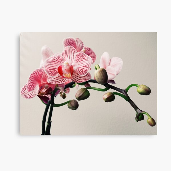 Orchid (Landscape Orientation) Canvas Print