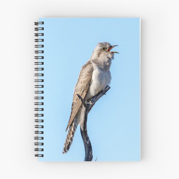 Item preview, Australian Pallid Cuckoo designed and sold by Ozjanette90.
