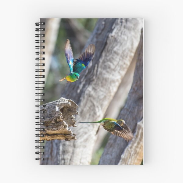 Item preview, Red-rumped parrots designed and sold by Ozjanette90.