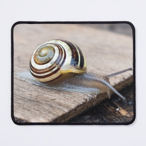 Item preview, Grove Snail #01 designed and sold by A-Snail-Life.