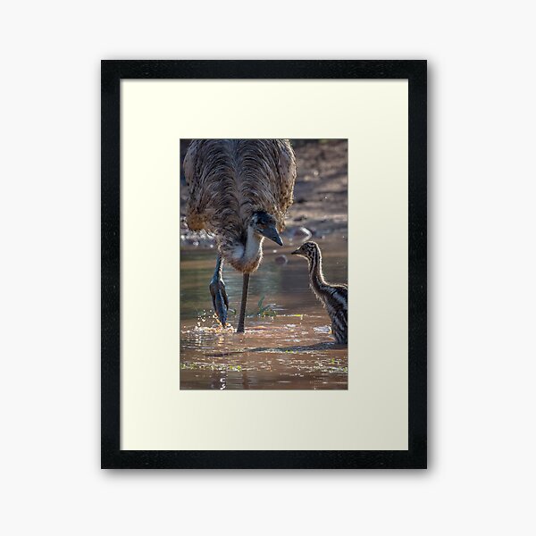 Old Man Emu bathing chick Framed Art Print