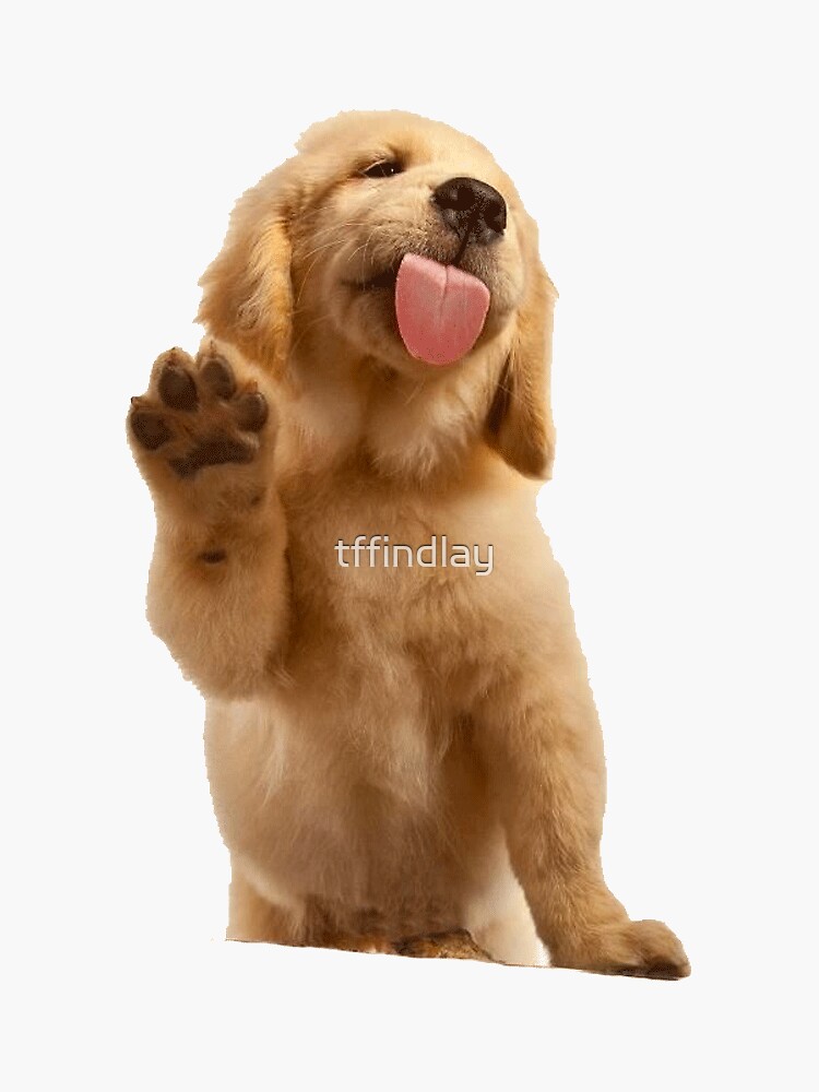 Golden Retriever de tffindlay