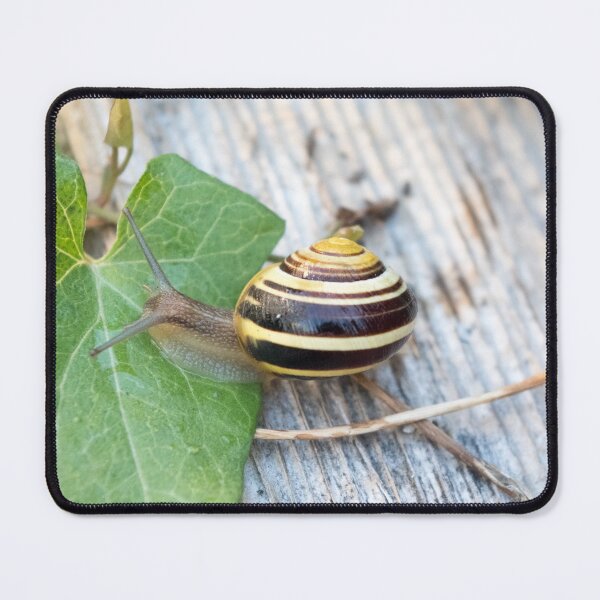 Item preview, Grove Snail #04 designed and sold by A-Snail-Life.