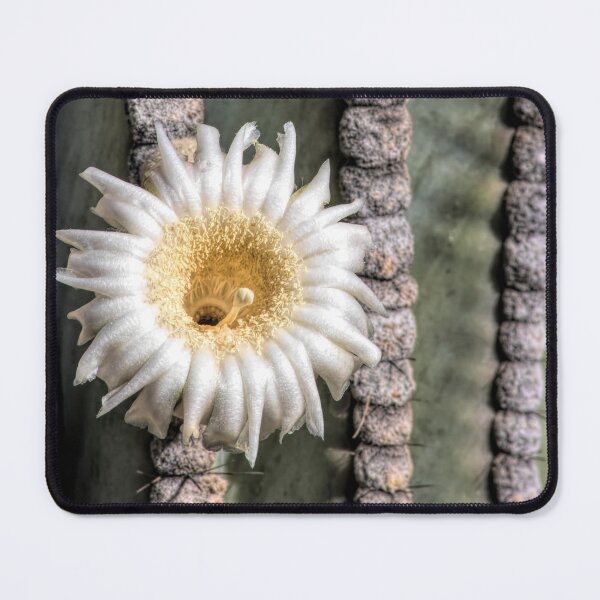 Item preview, Arizona Saguaro Blossom Square designed and sold by Elisabeth Lucas.