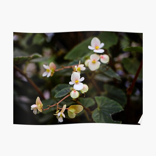 Regalos y productos: Flores Begonias Blancas | Redbubble