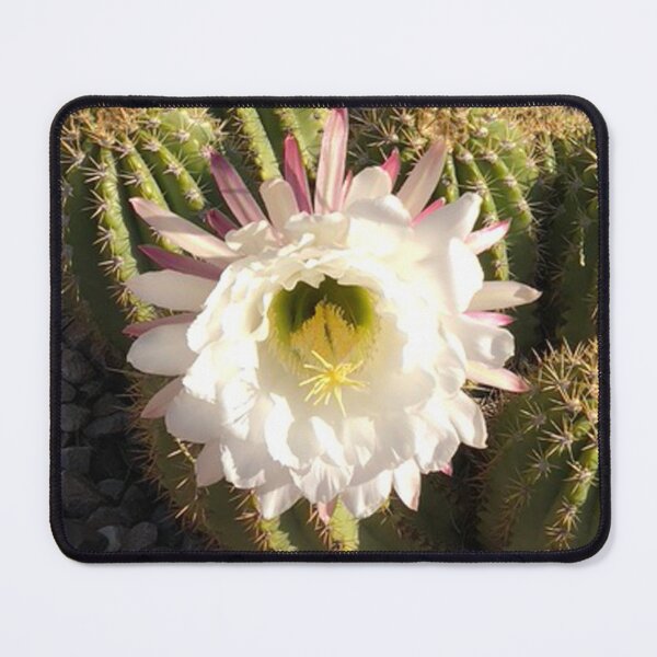 Item preview, Cereus Dreaming - Giant Cactus Bloom designed and sold by janraydesigns.