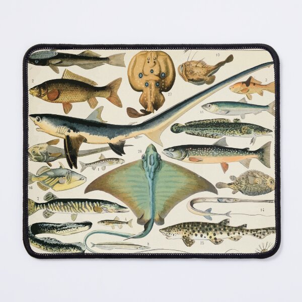 Item preview, Adolphe Millot poissons B designed and sold by wetdryvac.