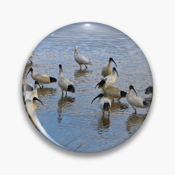 Item preview, Australian ibis and spoonbills designed and sold by FranWest.