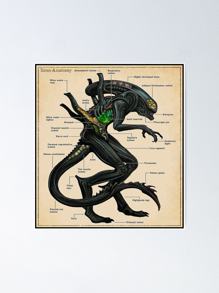 "Xenomorph anatomy fan art gifts " Poster for Sale by pauloclementi Redbubble