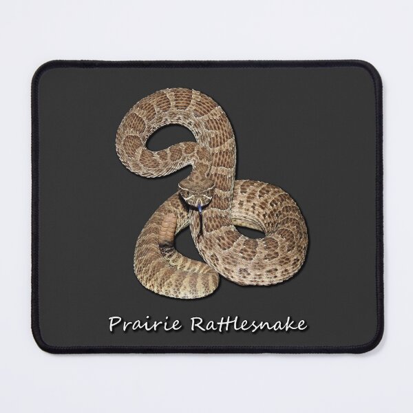Item preview, Prairie Rattlesnake designed and sold by Paul-Prints.