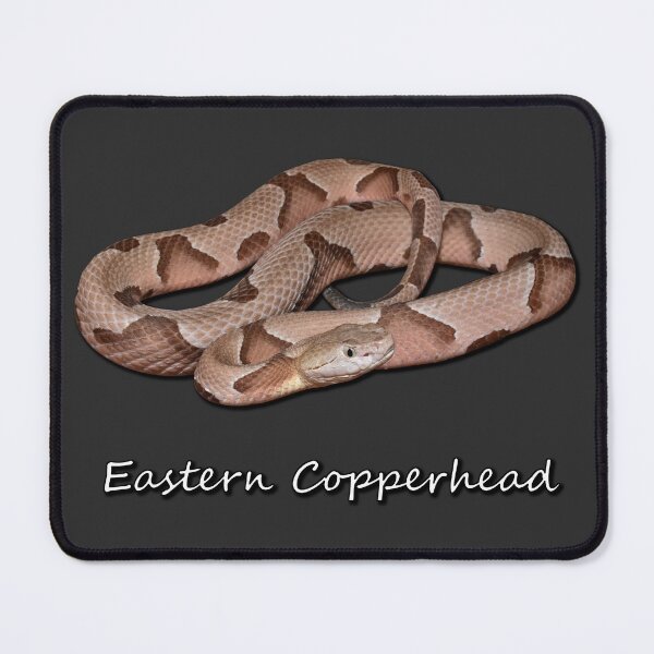 Item preview, Eastern Copperhead designed and sold by Paul-Prints.