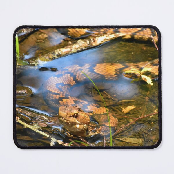 Item preview, Hypo Northern Cottonmouth designed and sold by Paul-Prints.