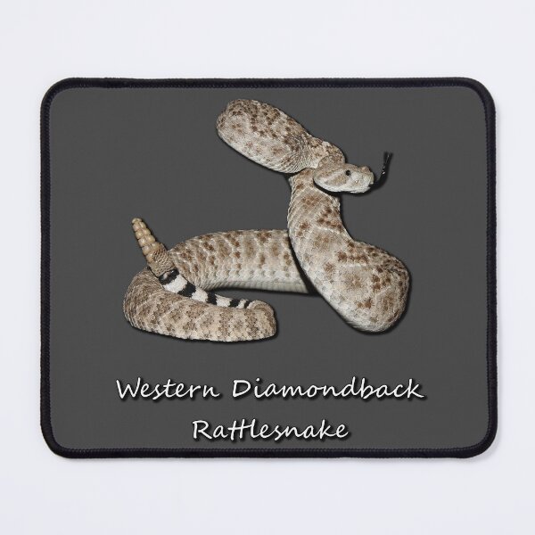 Item preview, Western Diamondback Rattlesnake designed and sold by Paul-Prints.